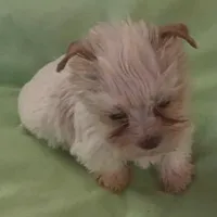 Snow Baby, a female Yorkshire Terrier for sale in Stumptown, WV – Photo 4 of 5