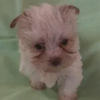 Snow Baby, a female Yorkshire Terrier for sale in Stumptown, WV – Photo 2 of 5