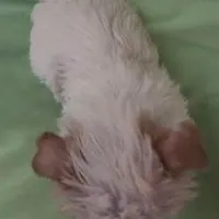 Snow Baby, a female Yorkshire Terrier for sale in Stumptown, WV – Photo 3 of 5