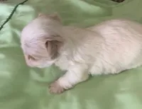 Snow Baby, a female Yorkshire Terrier for sale in Stumptown, WV – Photo 3 of 3