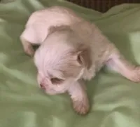 Snow Baby, a female Yorkshire Terrier for sale in Stumptown, WV – Photo 1 of 3