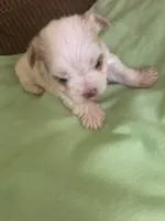 Snow Baby, a female Yorkshire Terrier for sale in Stumptown, WV – Photo 2 of 3