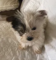 Tiny Tim, a male Yorkshire Terrier for sale in Normantown, WV – 5 of 5