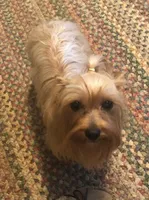 Lacee, a female Yorkshire Terrier for sale in Stumptown, WV – 2 of 3