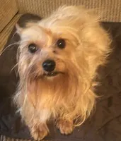 Lacee, a female Yorkshire Terrier for sale in Stumptown, WV – Photo 2 of 3