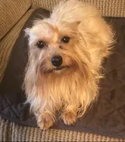 Lacee, a female Yorkshire Terrier for sale in Stumptown, WV – Photo 3 of 3