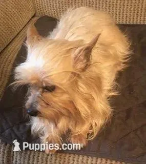 Lacee, a female Yorkshire Terrier for sale in Stumptown, WV – Photo 1 of 3