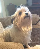 Paisley, a female Yorkshire Terrier for sale in Stumptown, WV – Photo 4 of 4