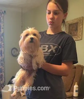 Paisley – Yorkshire Terrier puppy for sale in Stumptown, WV