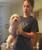 Paisley, a female Yorkshire Terrier for sale in Stumptown, WV – Photo 1 of 4