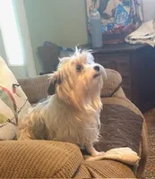 Paisley, a female Yorkshire Terrier for sale in Stumptown, WV – Photo 3 of 4