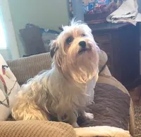 Paisley, a female Yorkshire Terrier for sale in Stumptown, WV – Photo 2 of 4