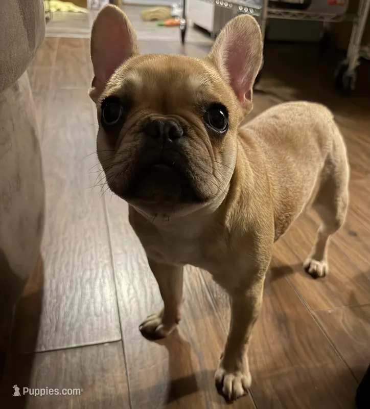 Cinnamon – French Bulldog puppy for sale in South Bend, IN