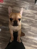Cinnamon, a female French Bulldog for sale in South Bend, IN – 4 of 4