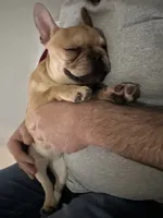 Cinnamon, a female French Bulldog for sale in South Bend, IN – 3 of 4