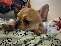 Cinnamon, a female French Bulldog for sale in South Bend, IN – 2 of 4