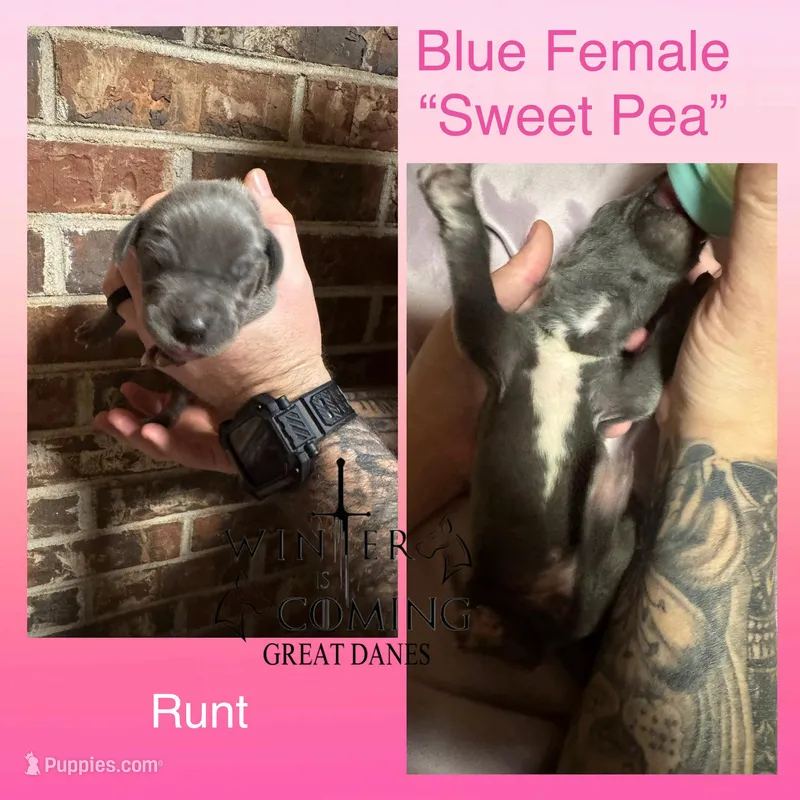 Sweet Pea - AKC Limited, a female Great Dane for sale in Seneca, SC – Photo 1 of 3