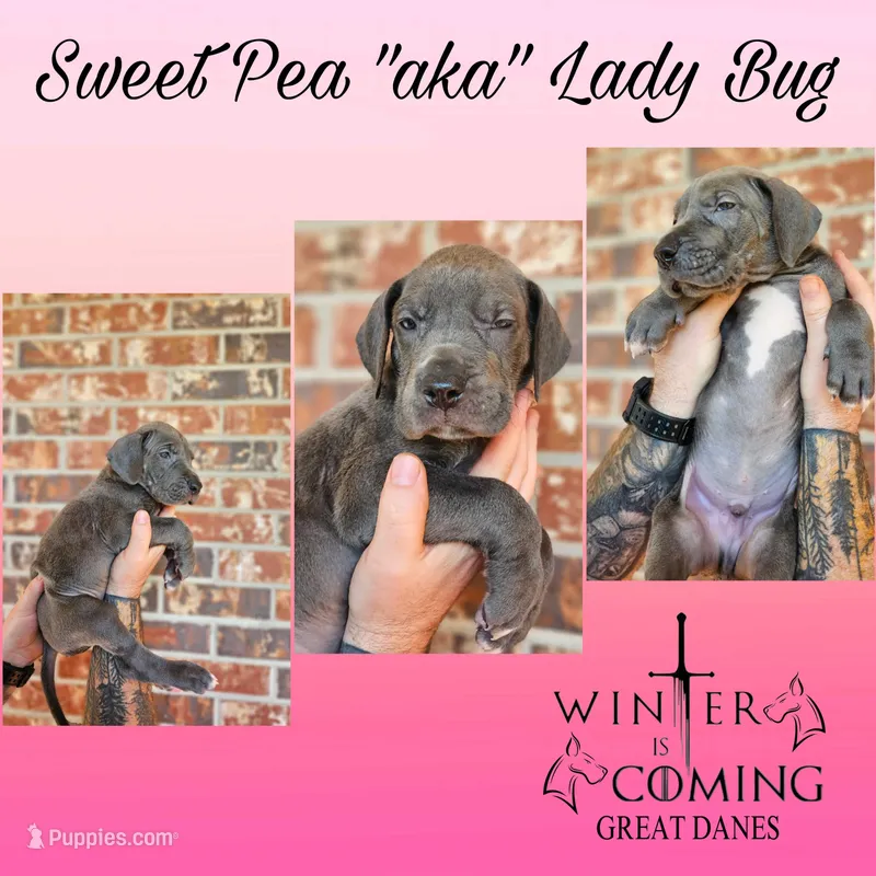 Sweet Pea - AKC Limited – Great Dane puppy for sale in Seneca, SC