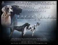 Sweet Pea - AKC Limited, a female Great Dane for sale in Seneca, SC – Photo 3 of 3