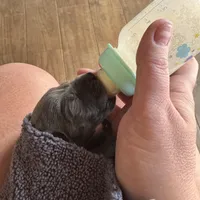 Sweet Pea - AKC Limited, a female Great Dane for sale in Seneca, SC – Photo 3 of 4