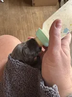 Sweet Pea - AKC Limited, a female Great Dane for sale in Seneca, SC – Photo 2 of 3