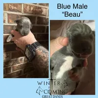 Beau - AKC Limited, a male Great Dane for sale in Seneca, SC – Photo 1 of 2