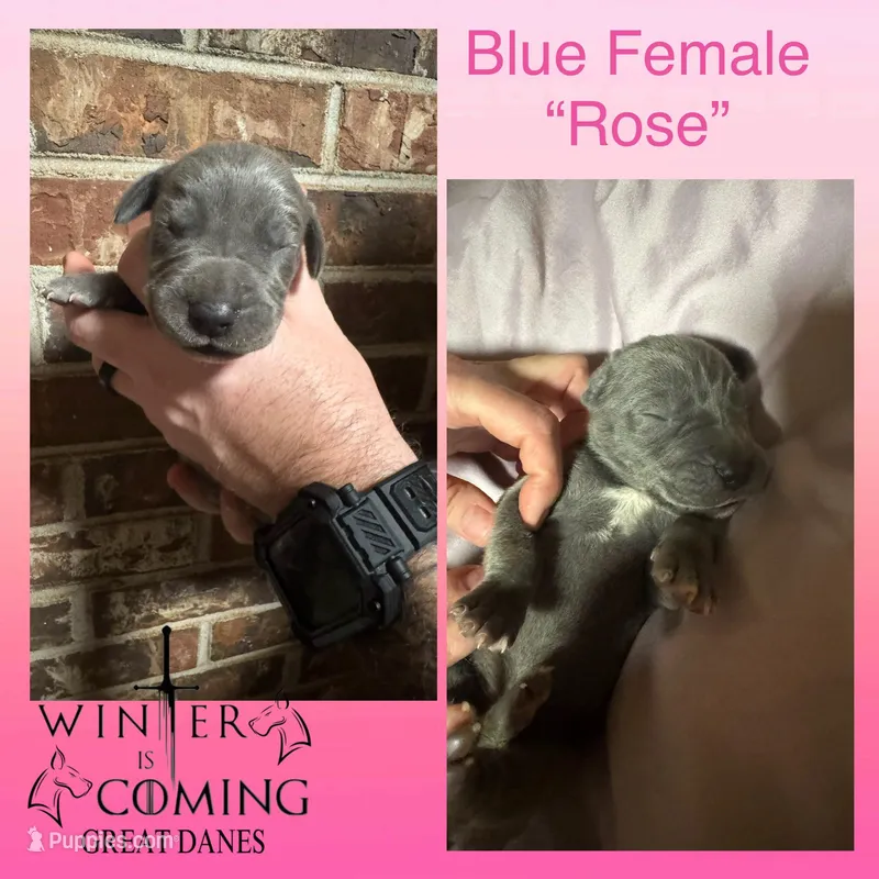 Rose - AKC Limited, a female Great Dane for sale in Seneca, SC – Photo 1 of 2