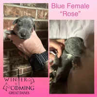 Rose - AKC Limited, a female Great Dane for sale in Seneca, SC – Photo 1 of 2
