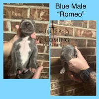 Romeo - AKC Limited, a male Great Dane for sale in Seneca, SC – Photo 2 of 2