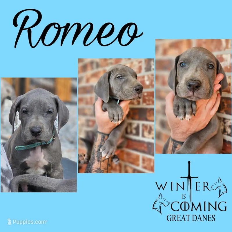 Romeo - AKC Limited – Great Dane puppy for sale in Seneca, SC