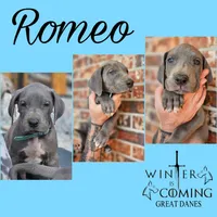 Romeo - AKC Limited, a male Great Dane for sale in Seneca, SC – Photo 1 of 2