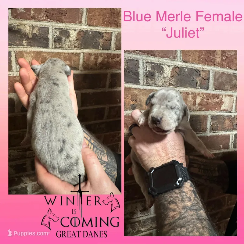 Juliet - AKC Limited, a female Great Dane for sale in Seneca, SC – Photo 1 of 2