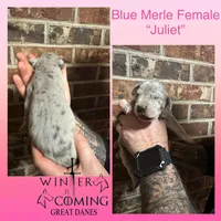 Juliet - AKC Limited, a female Great Dane for sale in Seneca, SC – Photo 2 of 3