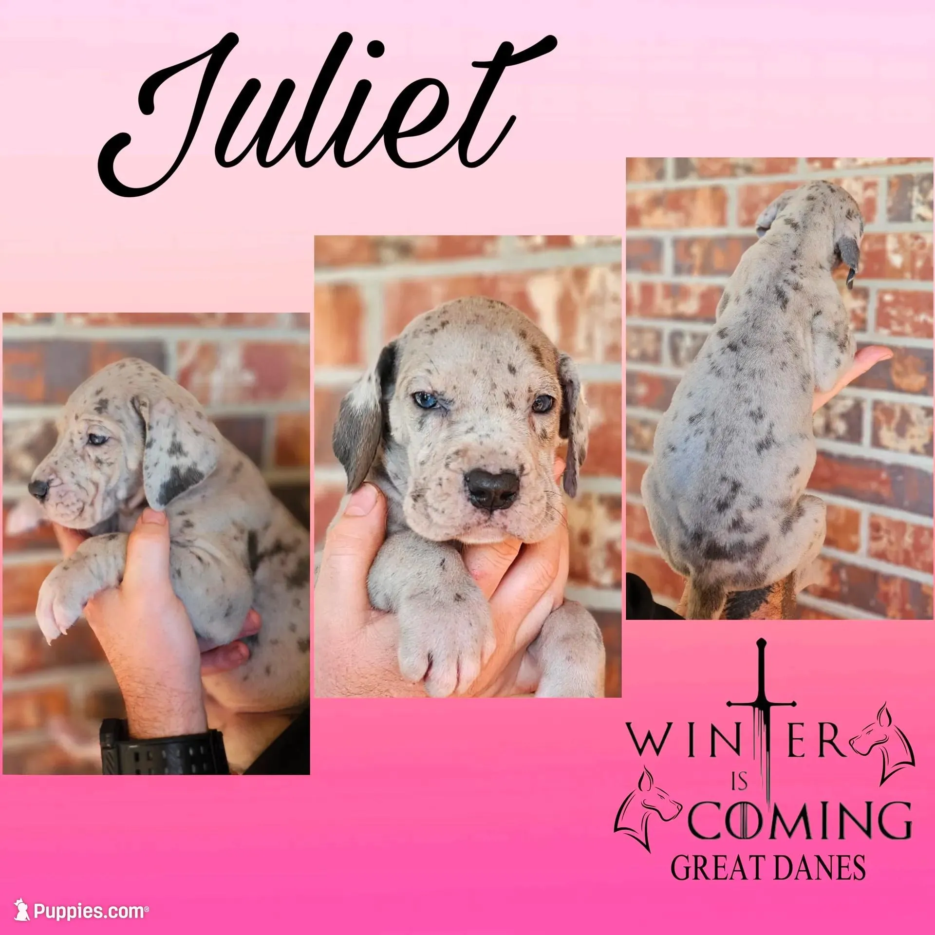 Juliet - AKC Limited – Great Dane puppy for sale in Seneca, SC