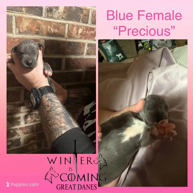 Precious - AKC Limited, a female Great Dane for sale in Seneca, SC – Photo 1 of 2