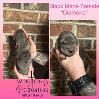 Diamond - AKC Limited, a female Great Dane for sale in Seneca, SC – Photo 1 of 2