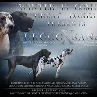 Diamond - AKC Limited, a female Great Dane for sale in Seneca, SC – Photo 2 of 2