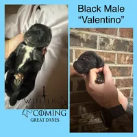 Valentino - AKC Limited , a male Great Dane for sale in Seneca, SC – Photo 1 of 2