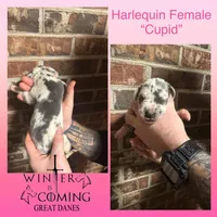Cupid - AKC Limited, a female Great Dane for sale in Seneca, SC – Photo 1 of 2