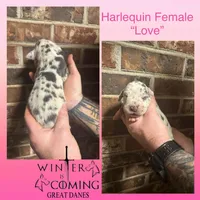 Love - AKC Limited, a female Great Dane for sale in Seneca, SC – Photo 1 of 2