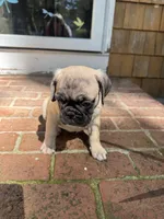M#1, a male French Bulldog and Pug for sale in Springfield, MA – 8 of 10