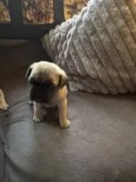 M#2, a male French Bulldog and Pug for sale in Springfield, MA – 4 of 6