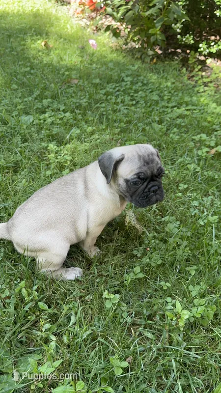 M#1 – French Bulldog, Pug puppy for sale in Springfield, MA