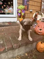 M#2, a male French Bulldog and Pug for sale in Springfield, MA – 4 of 10