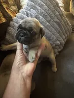 M#2, a male French Bulldog and Pug for sale in Springfield, MA – 6 of 6