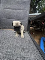 F#2, a female French Bulldog and Pug for sale in Springfield, MA – 3 of 6
