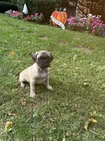 M#2, a male French Bulldog and Pug for sale in Springfield, MA – 9 of 10