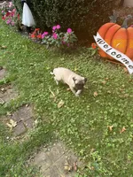 M#2, a male French Bulldog and Pug for sale in Springfield, MA – 10 of 10