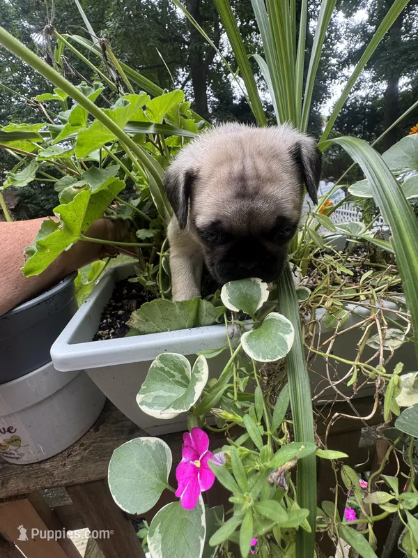 F#1 – French Bulldog, Pug puppy for sale in Springfield, MA