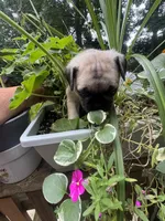 F#1, a female French Bulldog and Pug for sale in Springfield, MA – 1 of 4